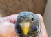 Blackface Blackwing violet budgie