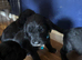 Beautiful cocker spaniel puppies