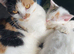 Female kitten