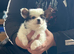 Kc reg papillon puppys.READY NOW!!!!