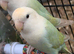 Very beautiful colouring peach face birds