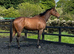Smart chunky Irish 16hh bay gelding 4yr