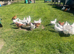 White star females just started laying
