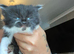 British shorthair kittens long hair