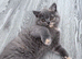 Stunning blue cream bsh kitten