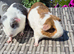 Beautiful Young Adult Sows
