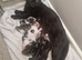 Beautiful kittens ready now!