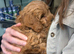 Cavapoo pups