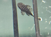 L181 Peppermint plecos