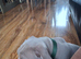 English bulldog x english bulldog pocket bully