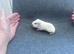 Guinea pigs