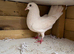 Faibtail for sale