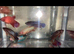 Female Siamese fighter fish