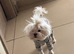 Beautiful Asian maltipoo puppies