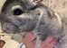 Male chinchilla for sale