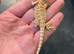 Tony baby bearded dragons