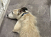 Male lurcher