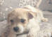 Jack Russell cross