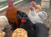 Pekin bantams / hybrid chickens (blue green brown)