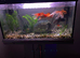 Fancy gold  fish