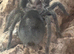 Grammostola Pulchra - Brazilian Black