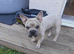 Gorgeous French Bulldog Big Rope Male