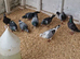 Racing pigeons