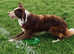 Border collie Red/white STUD