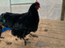 Black Orpington cockerel