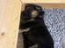 1 Gorgeous Male German Shepherd Puppy