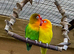 Parrot Rescue - I take in unwanted aviary birds