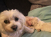 Baby boy Korean Maltese for sale