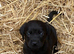 Cockerdor / Cockador Cocker Spaniel X Labrador Puppies