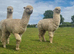 4 Alpaca halter trained males