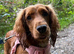 Female cocker spaniel
