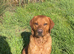 1 year old fox red male Labrador