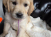 Golden retriever ready in three weeks  1 female   2  males available  absolutely stunning litter ready to leave 11th august