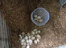 Fertile True bread duck eggs in Manchester