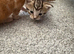 2 tabby kittens for sale