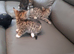 Bengal crossed kittens for sale