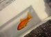 2 goldfish and tank