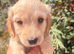 Beautiful cockapoo puppies for sale