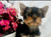 Mini mini Yorkshire Terrier pups