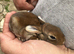 Baby Rex Bunny Doe Ready 14/8