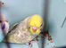Semi tame baby pastel budgies