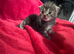 Kittens for sale.