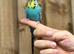 Budgies