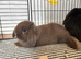 Lovely soft fluffy friendly mini lops