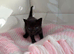 Kittens looking for their forever home