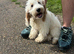 6 month cockapoo marley